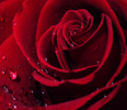 Bouquets de Roses Rouge