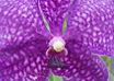 Luxueuse Orchidée Vanda