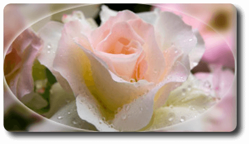 Tout le charme d'un bouquet de roses d'une douceur pastel