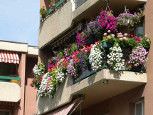 végétalisez votre balcon ou votre terrasse avec des plantes régionales