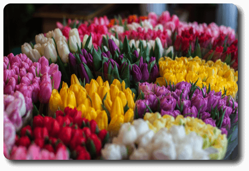Botte de tulipes variées