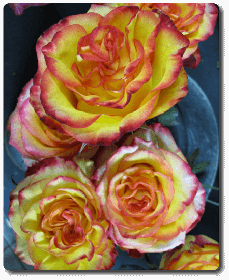 Kit des amoureux, les roses ne manquent pas de piquants Bouquet de roses variées