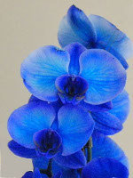 Fleuron orchidée bleu
