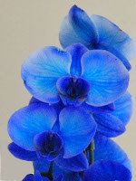 Fleuron orchidée bleu