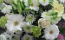 Eclosion de pureté d'un bouquet de bouton de lys et fleurs blanches aux étamines saillantes