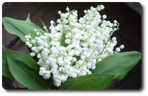 fleuriste muguet Nantais porte-bonheur