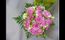 Souvent gratuitement, nos réalisations florales sont livrées au meilleur prix sur la Presqu'île de Guérande