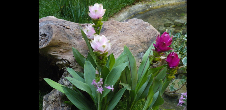 Composition de Fleurs et Bonbons