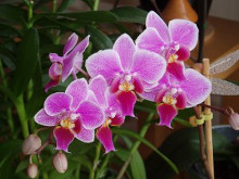 fleuriste plante exotique, orchidée