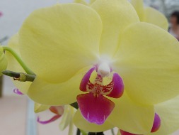 orchidée orchidée