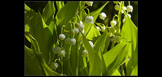 Le muguet fleur de printemps