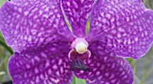 Luxueuse Orchidée Vanda, reine de beauté du monde végétal