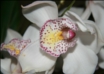 L'orchidée reine de beauté du monde végétal