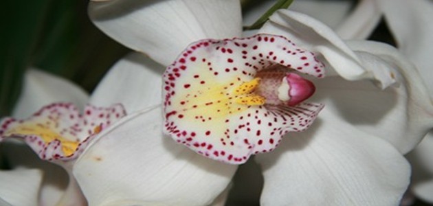 L'orchidée reine de beauté du monde végétal