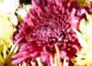 Le Chrysanthème, la plante d'or de l'automne
