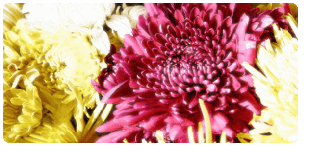 Le Chrysanthème la fleur d'autonome