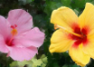 L'Hibiscus, la fleur symbole des îles polynésiennes