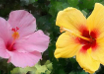 L'Hibiscus, la plante à fleurs symbole des îles polynésiennes