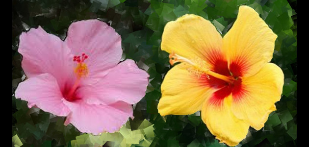 L'Hibiscus, la plante à fleurs symbole des îles polynésiennes