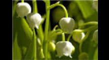 Le muguet