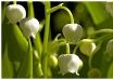 Le brin de Muguet