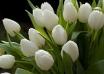 Les bouquets de Tulipes