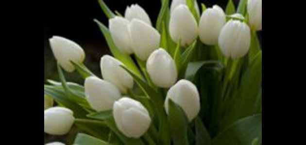 Collection printemps la tulipe