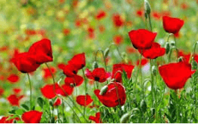 Le glaieul et le coquelicot