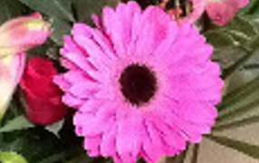 Gerbera