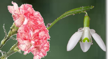 Les deux fleurs de janvier oeillet perce-neige