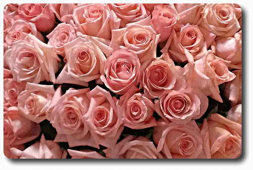 Tableau de roses