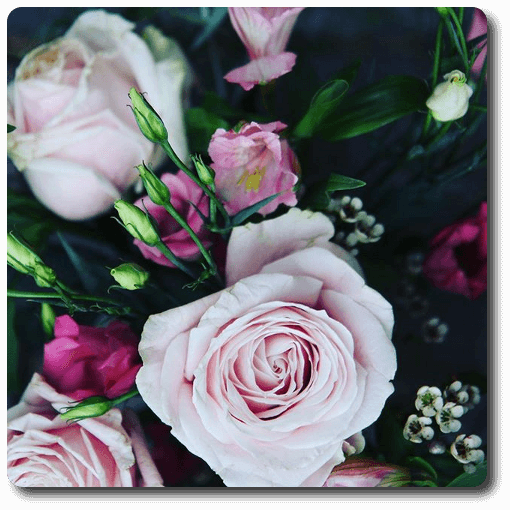 Kit des amoureux, les roses ne manquent pas de piquants Tsunami de tendresse