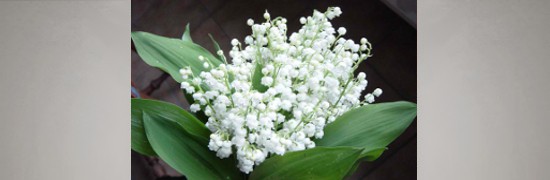 Muguet Nantais porte-bonheur en vente chez le fleuriste à Pornichet