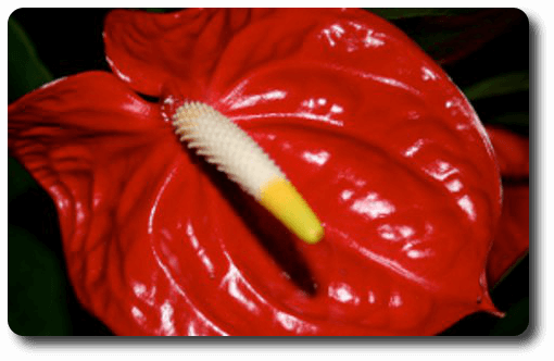 Plante exotique Anthurium