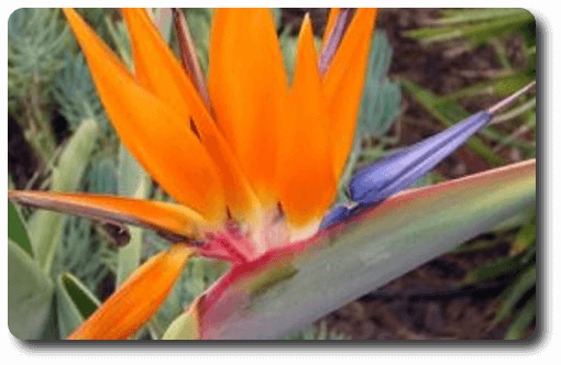 Oiseau du paradis Oiseau du paradis